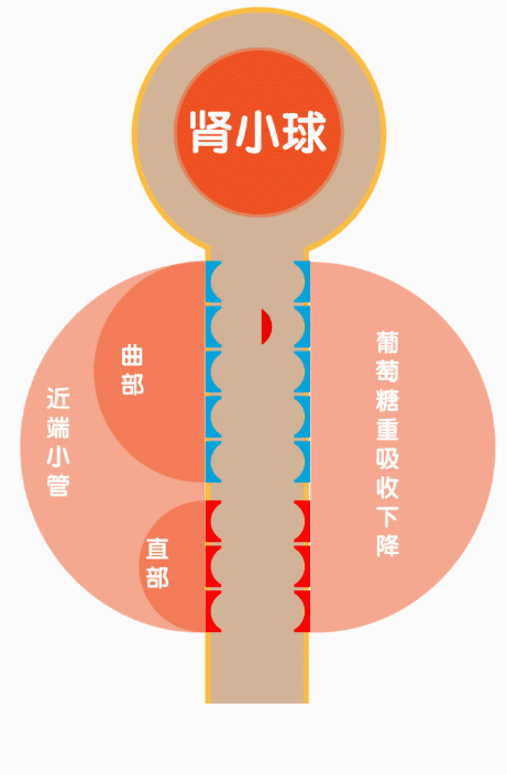黑夜无论怎样悠长,白昼总会到来——谈1型糖尿病降糖药物治疗 动态